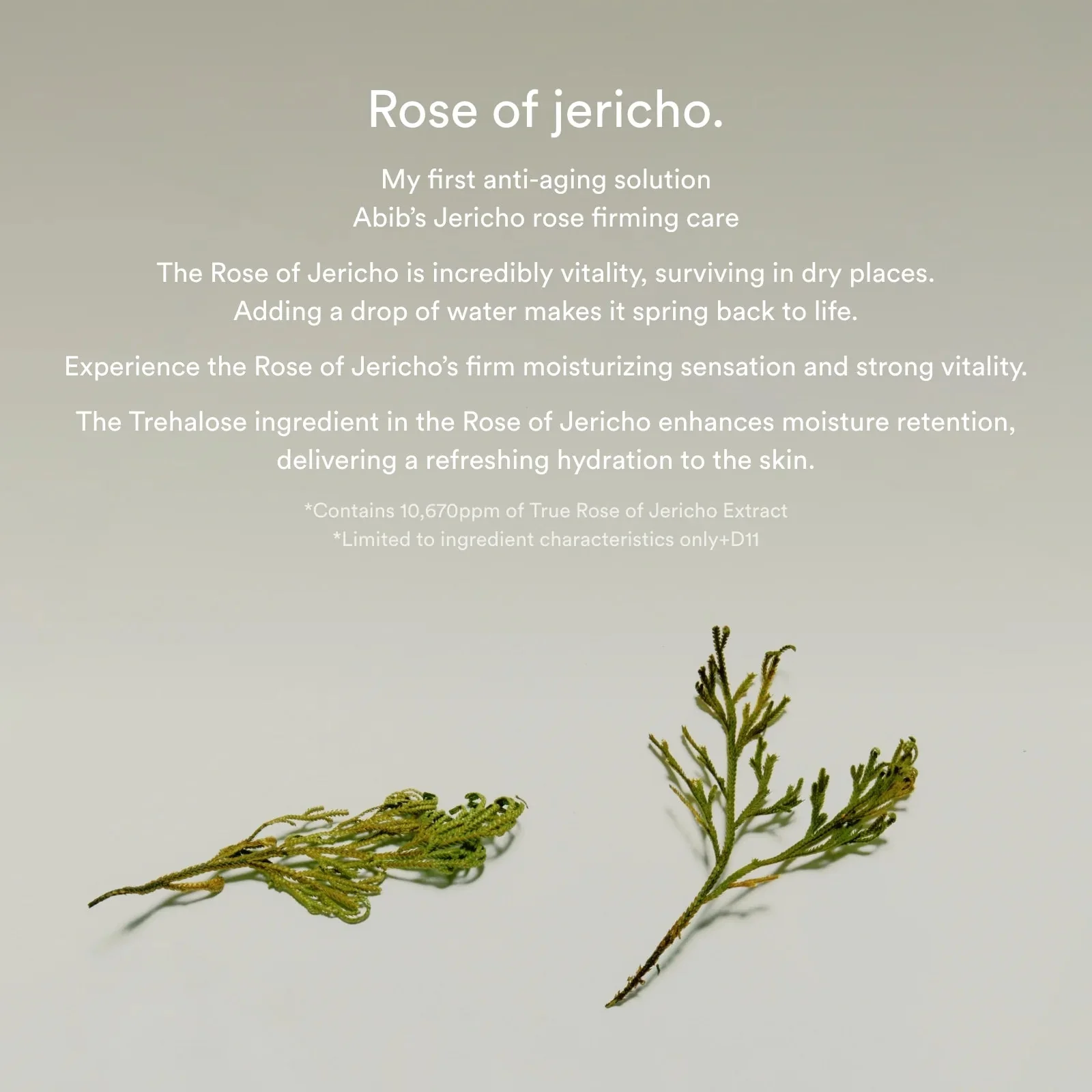 Jericho Rose Collagen Pad Firming Touch [60 pads]  - Image 4