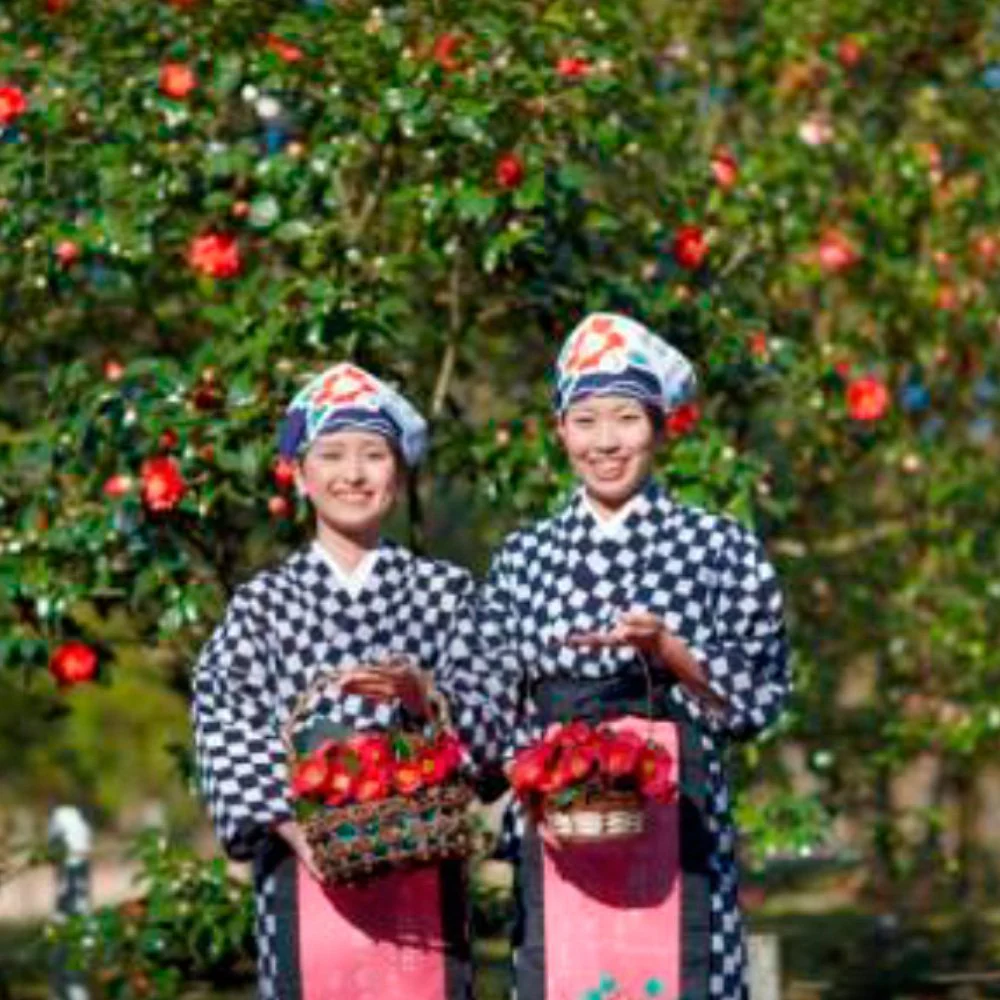 [Oshima Tsubaki] Camellia Oil [60ml] - Image 5